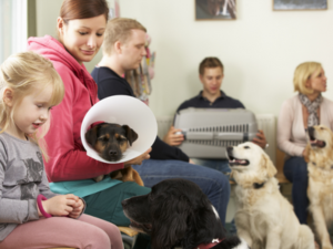 10 ideas de negocios de mascotas